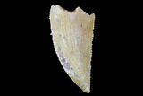 Serrated, Raptor Tooth - Real Dinosaur Tooth #90009-1